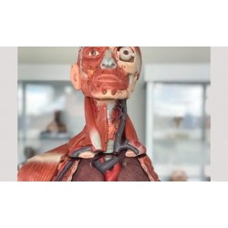 Fundamentos de anatomía y técnica quirúrgica básica